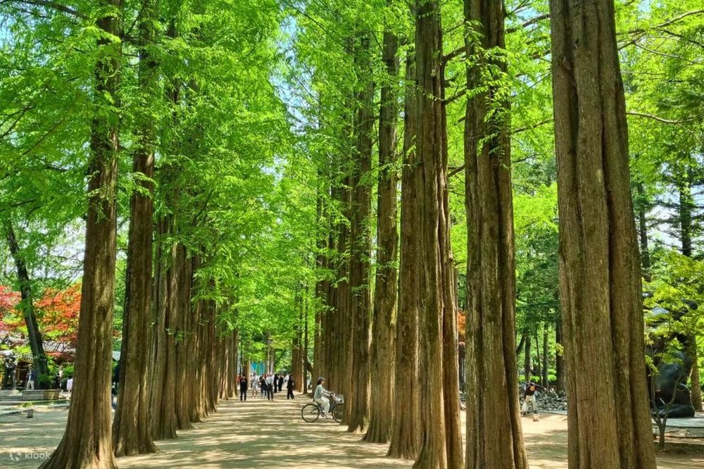 trees in nami island green leaves