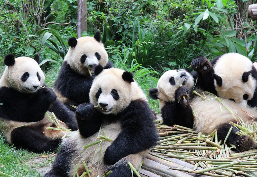 成都大熊貓繁育研究基地