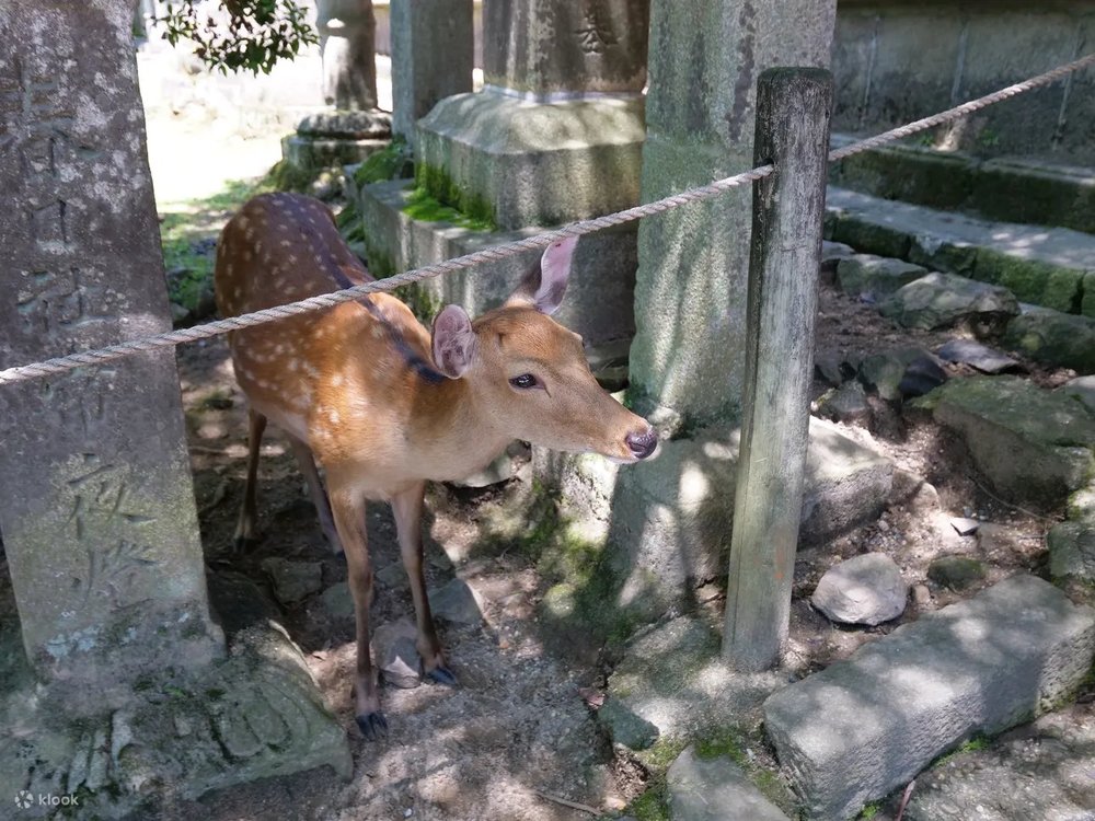 大阪租跑車 景點推薦 奈良