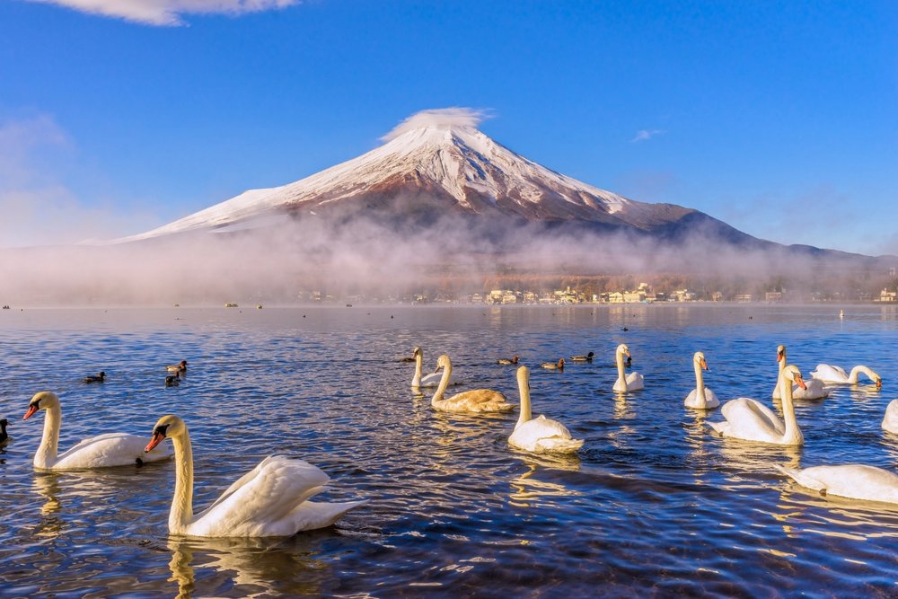 Yamanakako Swans Lake Fuji