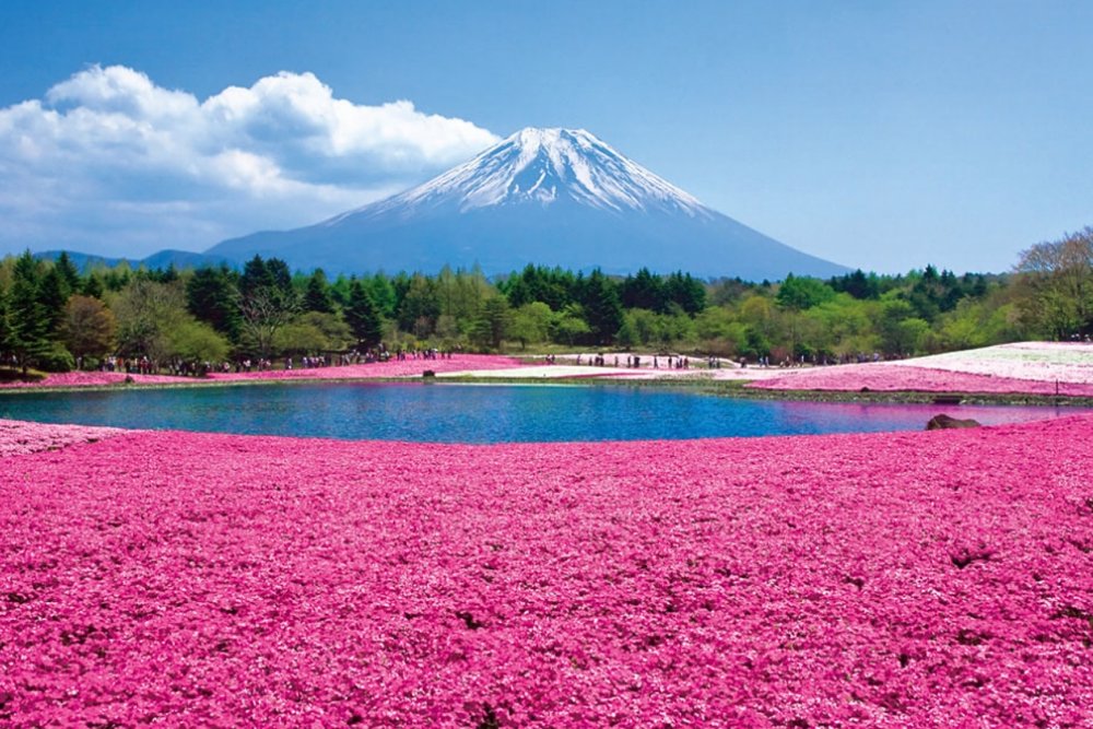 Fuji Shibazakura Festival