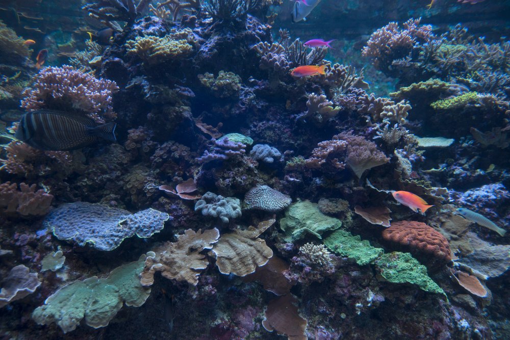 du-lich-singapore-thang-6-thuy-cung-sea