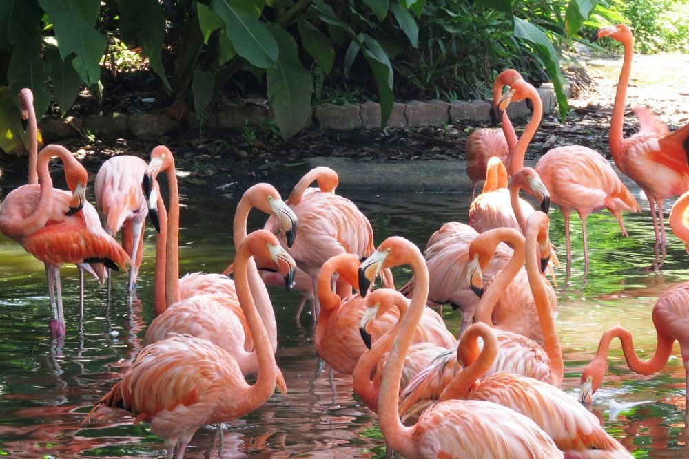 du-lich-singapore-thang-6-bird-paradise