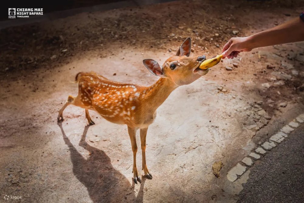Khám Phá Sự Thú Vị Của Công Viên Chiang Mai Night Safari