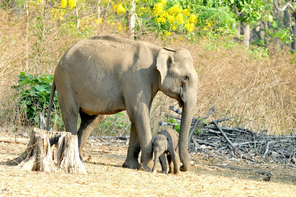 khu-bao-ton-voi-luang-prabang