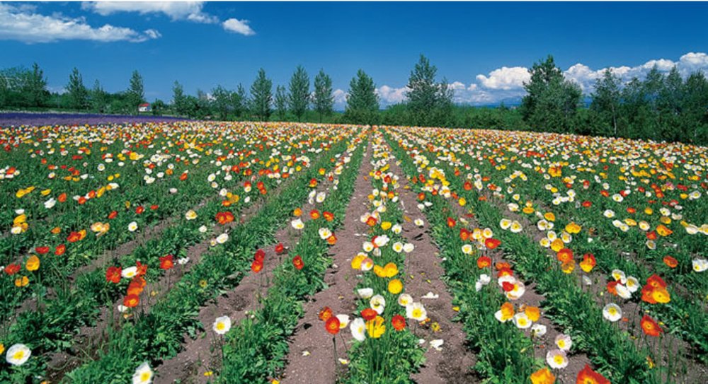 富田農場 北海道薰衣草
