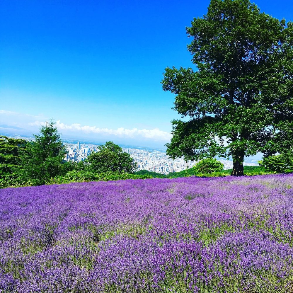 幌見峠薰衣草園