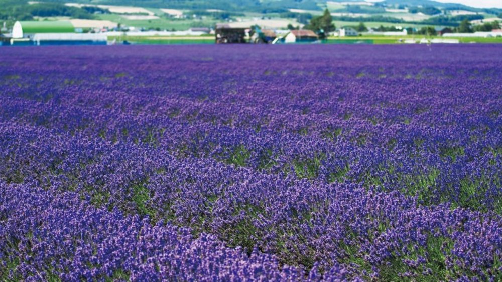 Flower Land 上富良野 