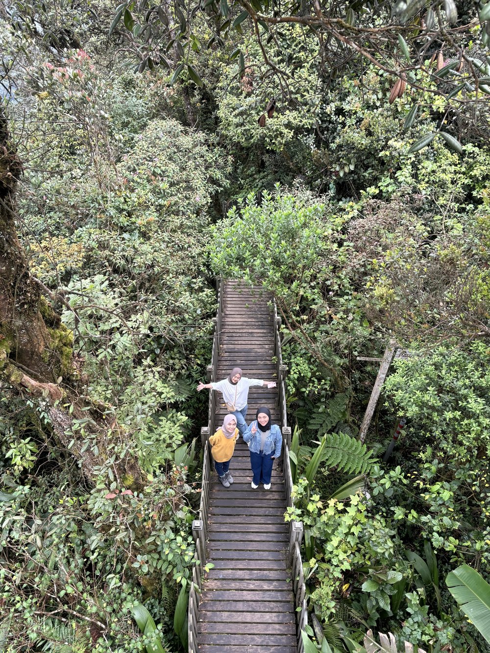 Mossy Forest Cameron Highlands