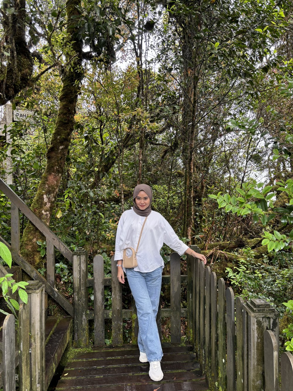 Mossy Forest Cameron Highlands