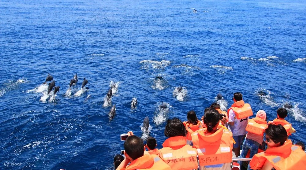 花蓮：多羅滿海洋賞鯨