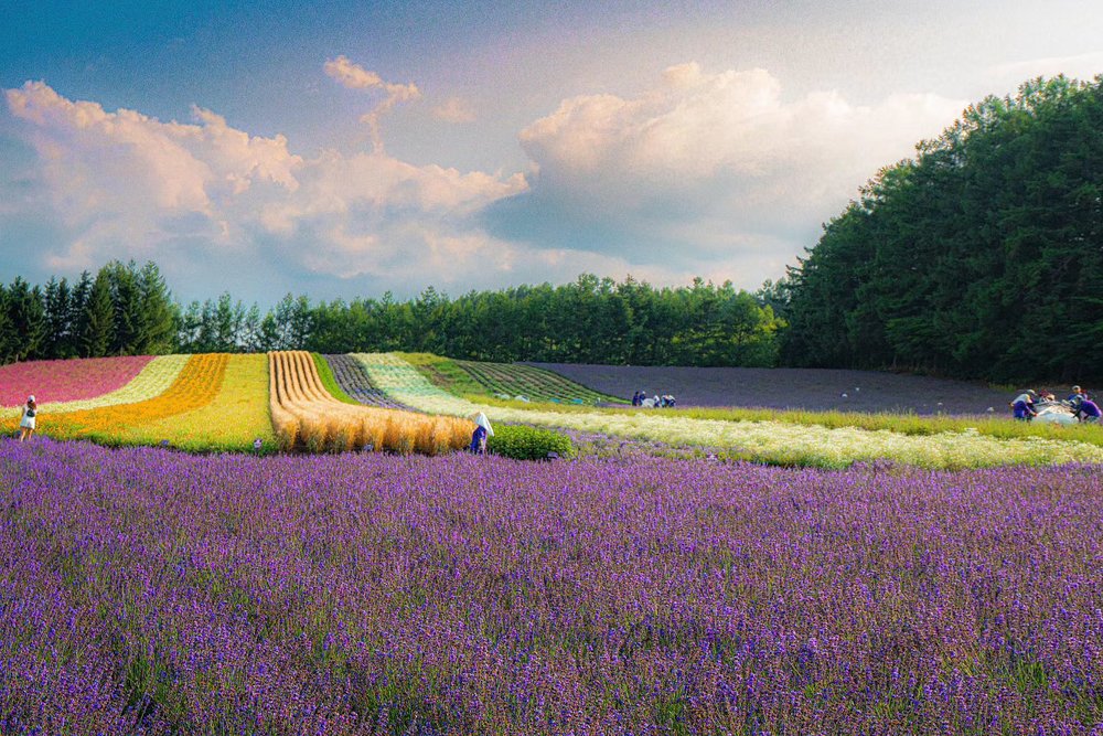 富田農場,北海道薰衣草