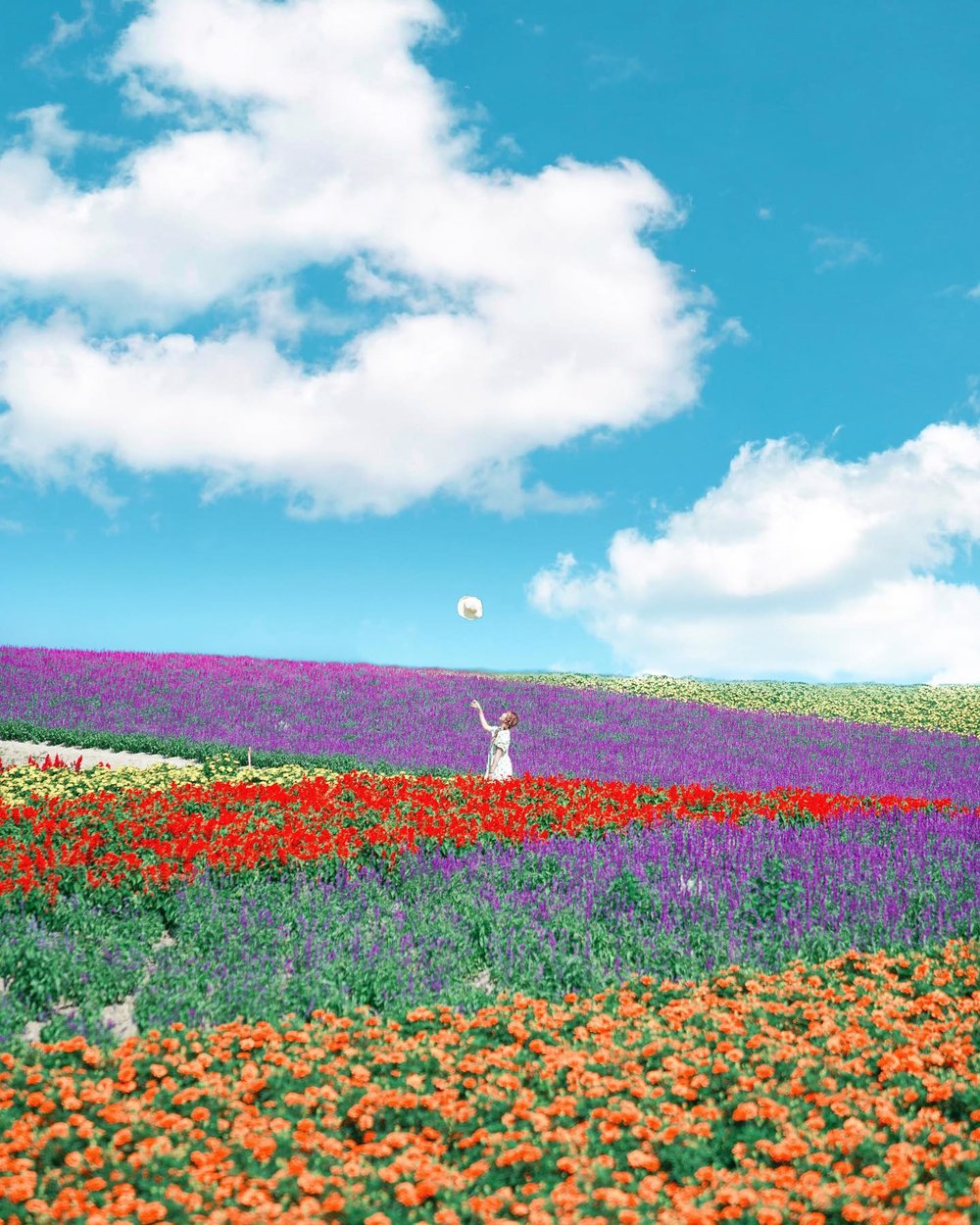 四季彩之丘, 北海道薰衣草景點