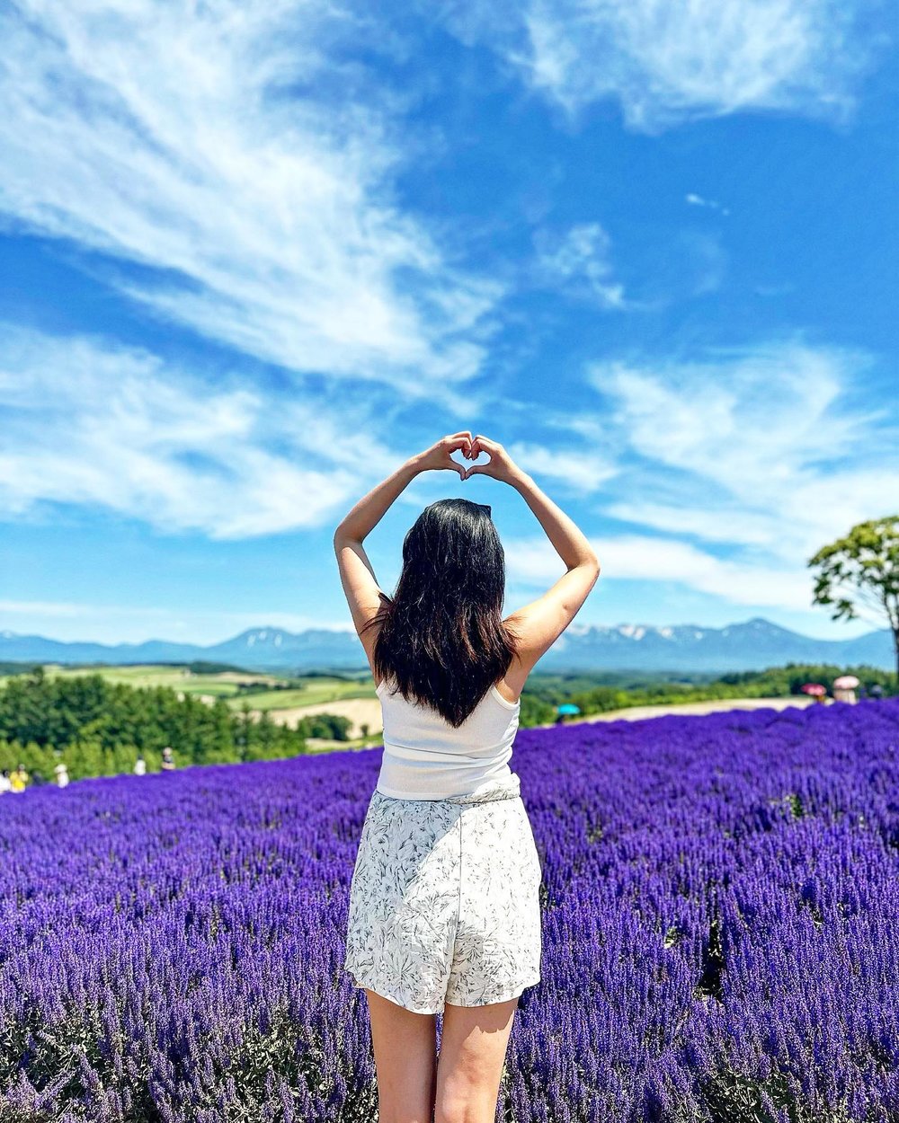 四季彩之丘, 北海道薰衣草景點