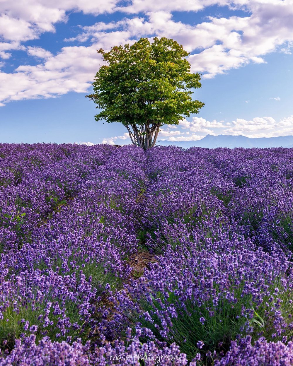 日之出公園, 北海道薰衣草景點