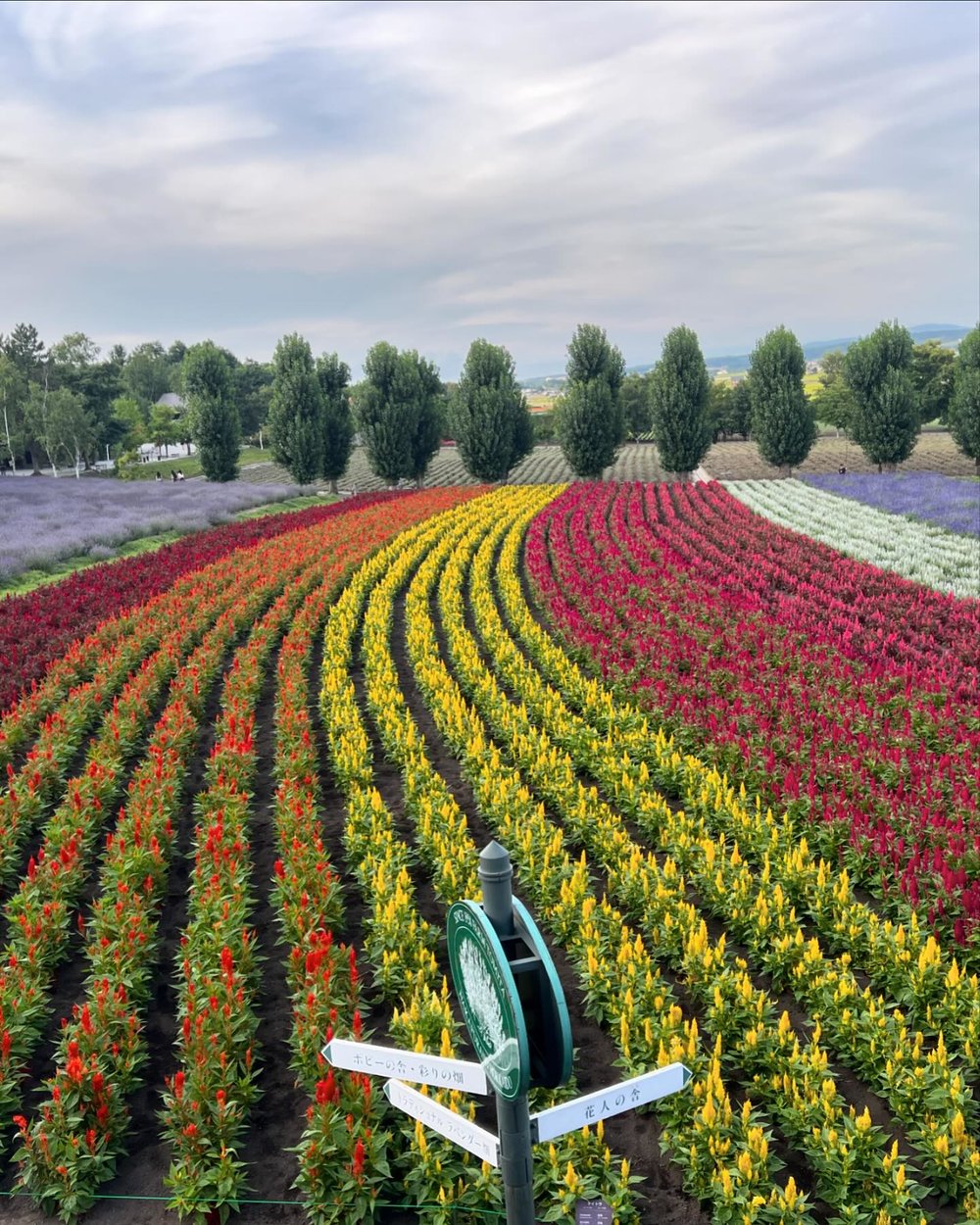 富田農園,北海道薰衣草
