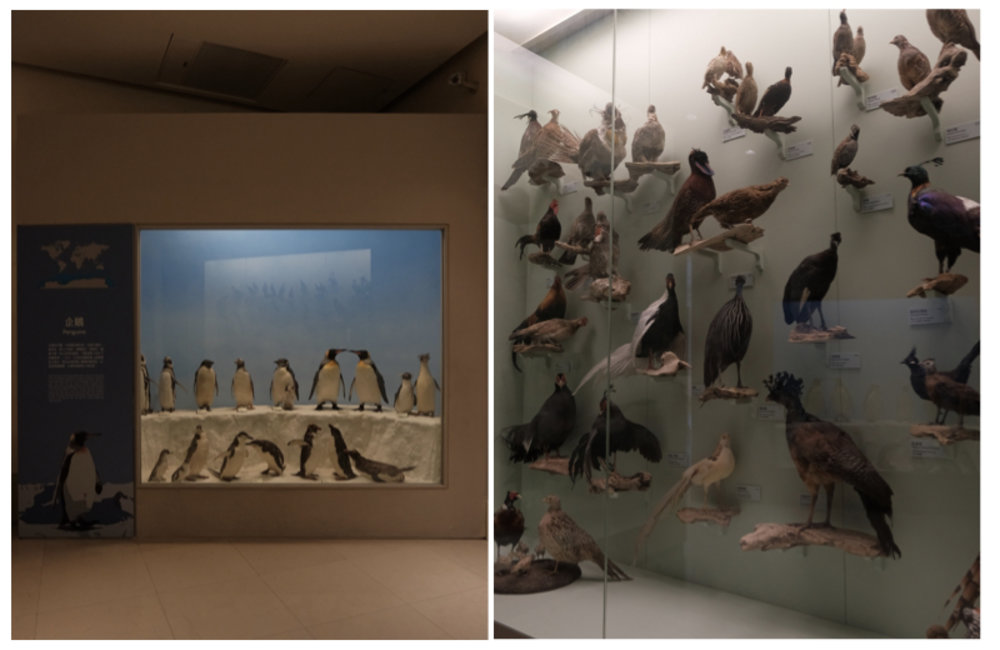 奇美博物館|動物展廳 圖片來源:IG@zhiyingqq