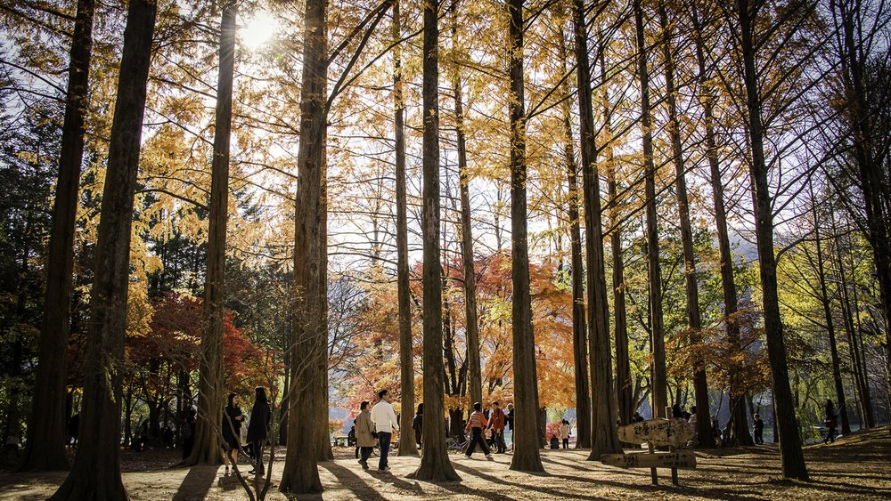 people admiring the autumn foliage in gyeonggi nari park