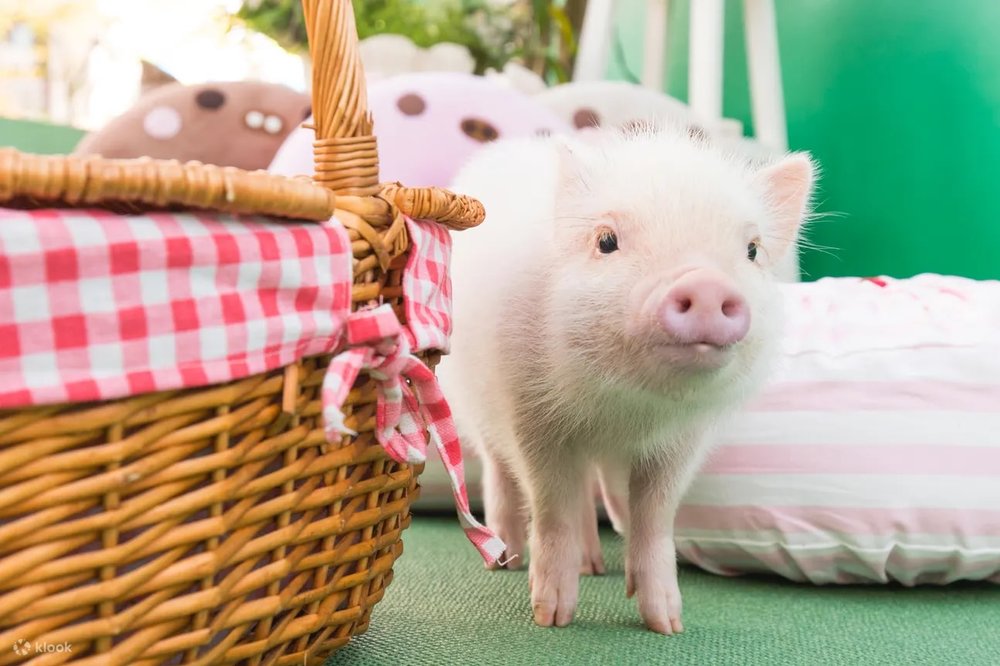 Micro Pig Cafe