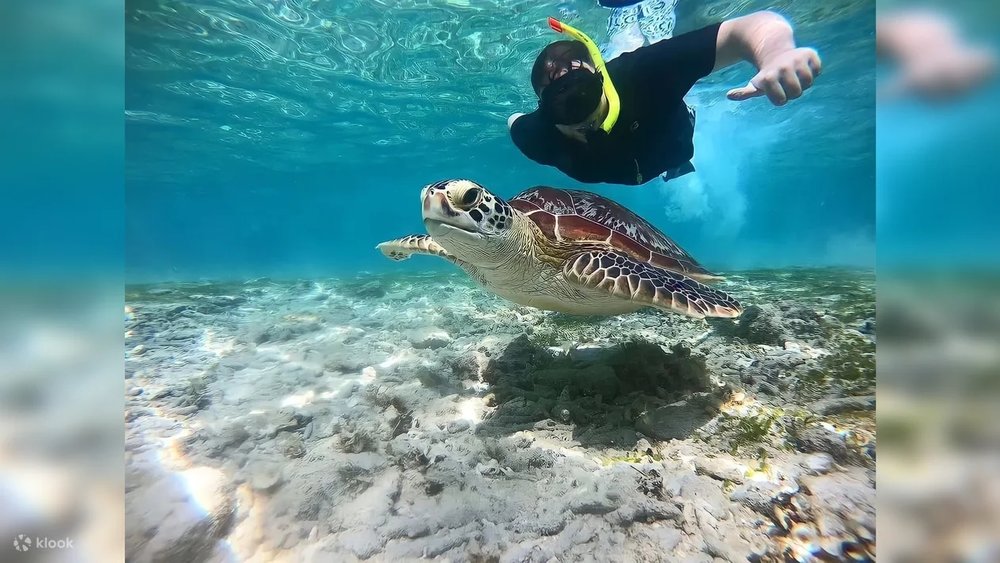 Snorkling with turtles
