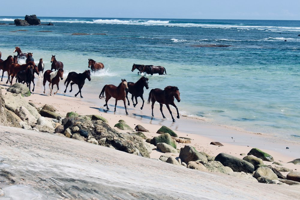 Horses running in the beach