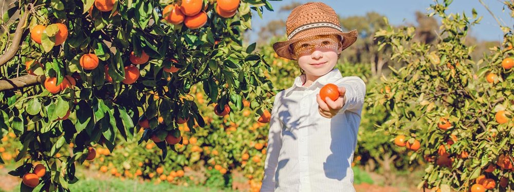 things to do in winter NSW fruit picking