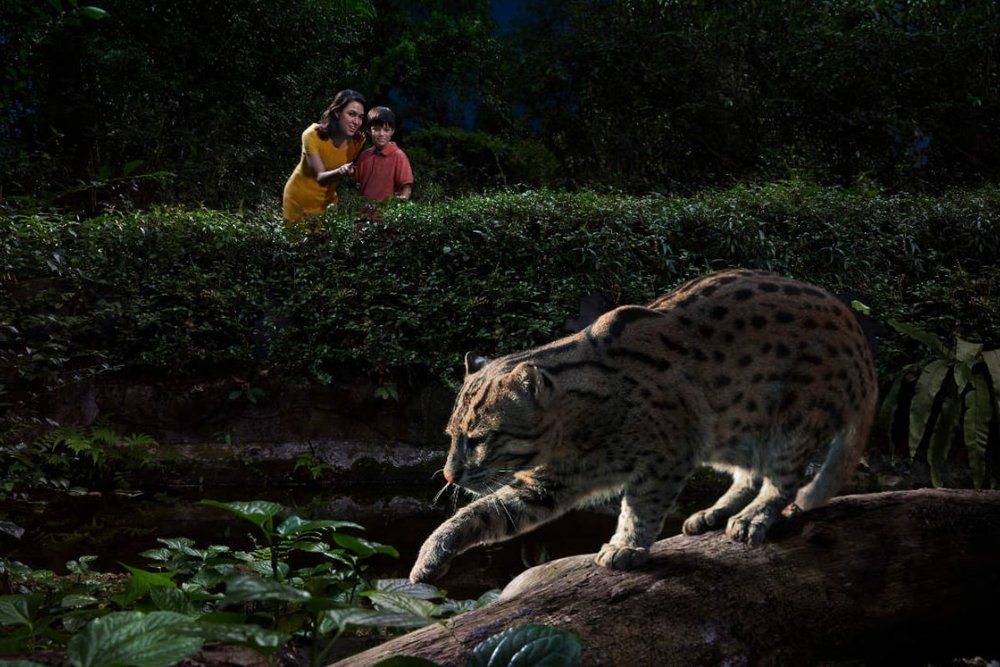  Night Safari Singapore