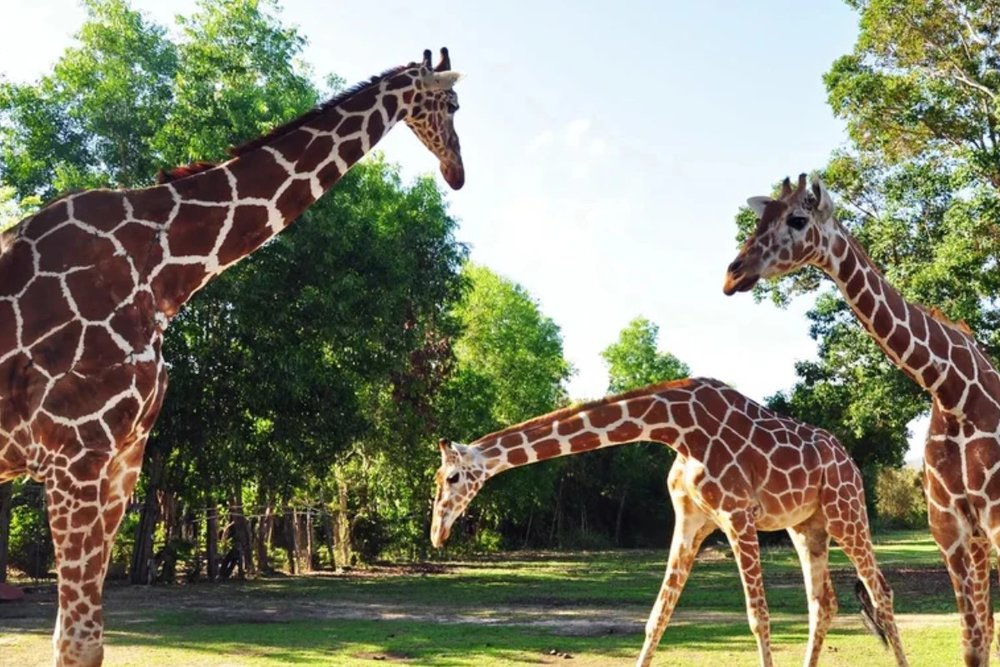 Sở Thú Singapore (Singapore Zoo)