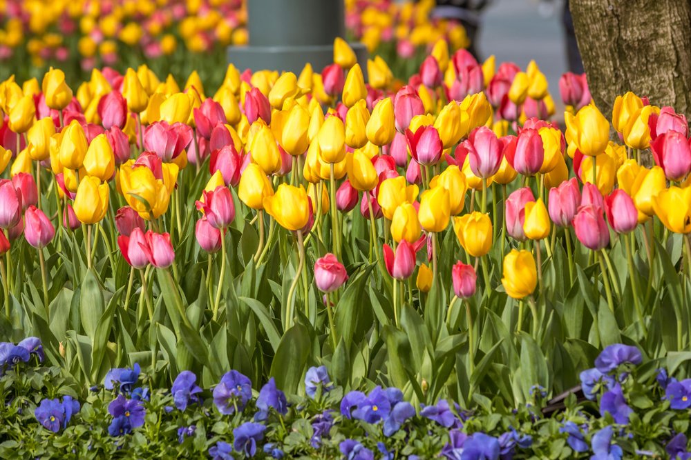 Everland Hàn Quốc - Gyeonggi