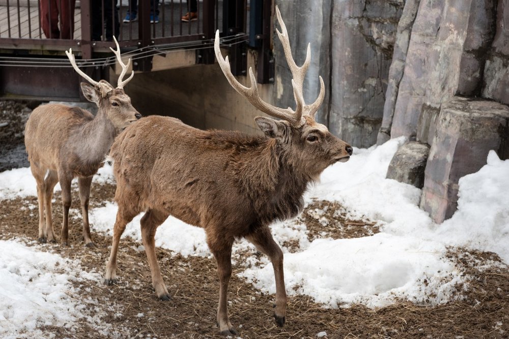 Sở Thú Hokkaido Asahiyama