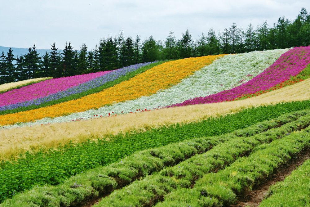 Trang Trại Tomita Hokkaido