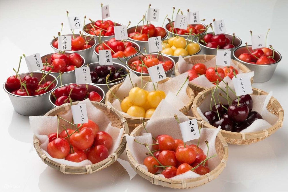  Trang Trại Ohashi Cherry Hokkaido 