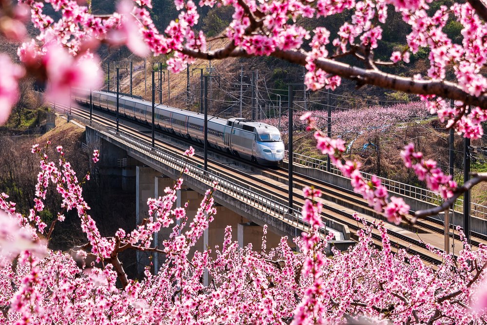 ktx with cherry blossoms in full bloom