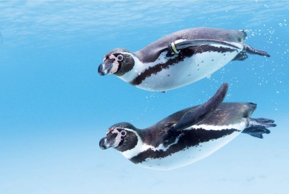 東京水族館, 葛西臨海水族館