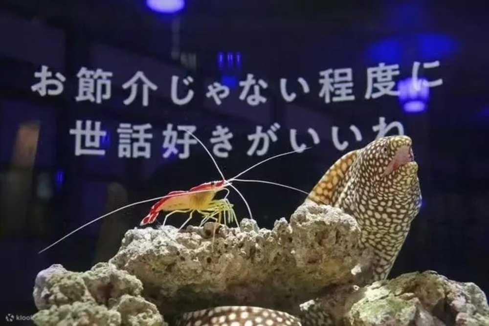 東京水族館, 橫濱開運水族館