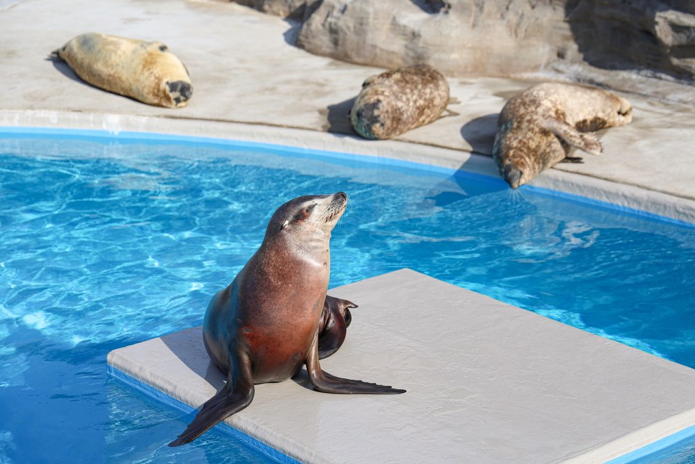 東京水族館, 鴨川海洋世界