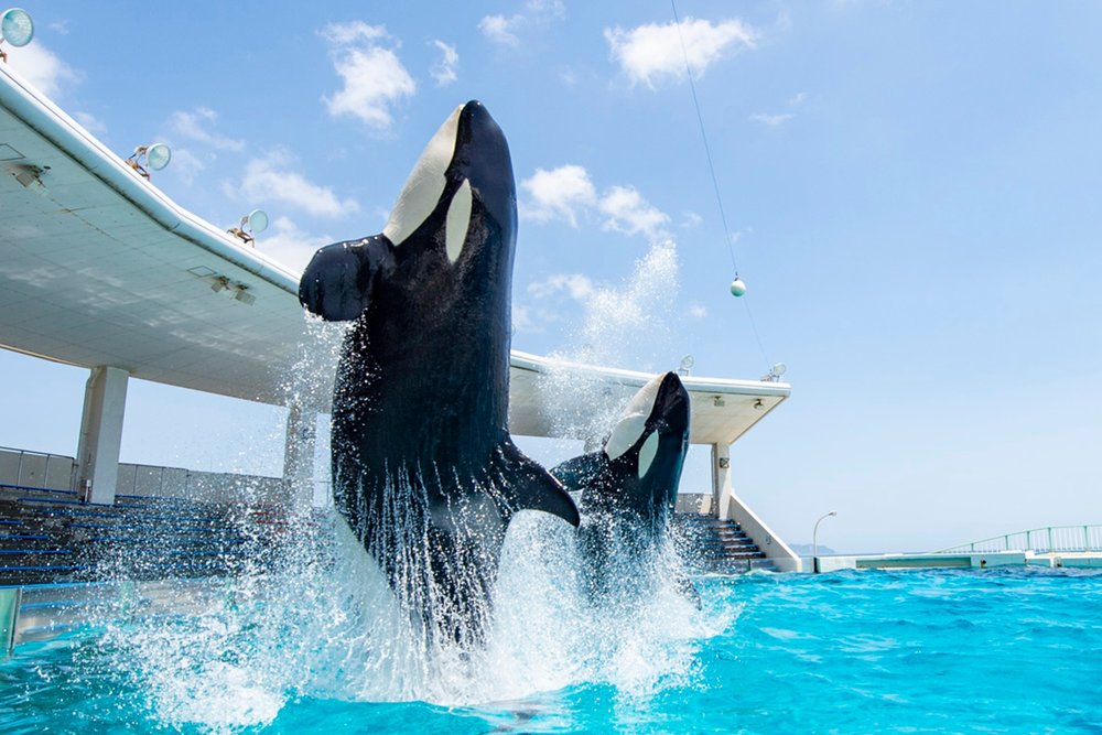東京水族館, 鴨川海洋世界官網