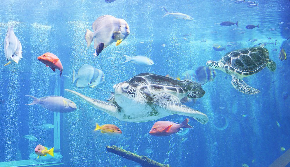 東京水族館, 箱根園水族館