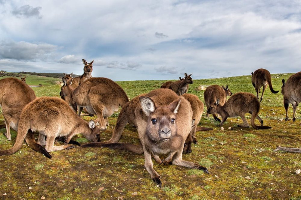 Đảo Kangaroo - South Australia