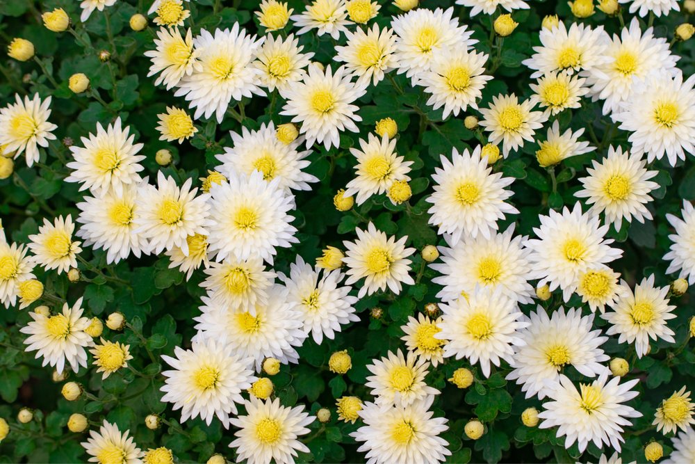 Cánh Đồng Hoa Cúc Trắng Ở Saga-Arashiyama – Kyoto