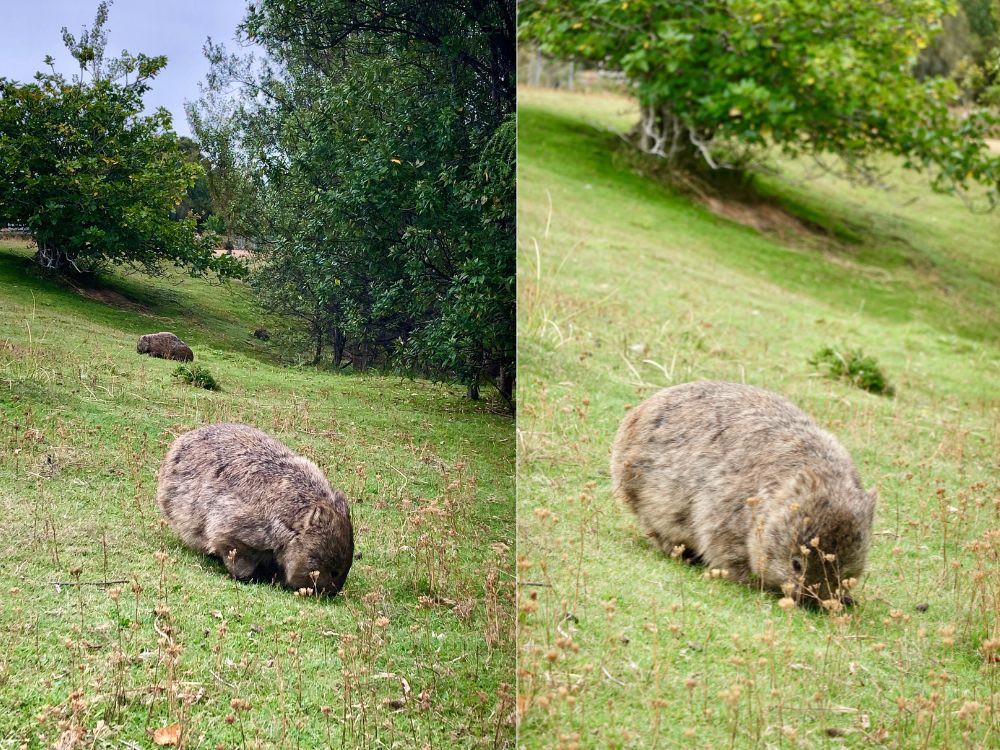 tasmania road trip Maria Island wombats