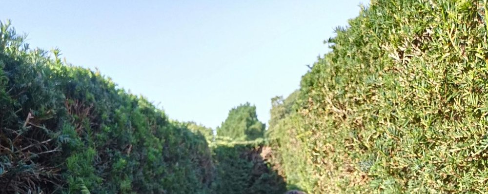 UK ハンプトン・コート宮殿 マジック・ガーデン