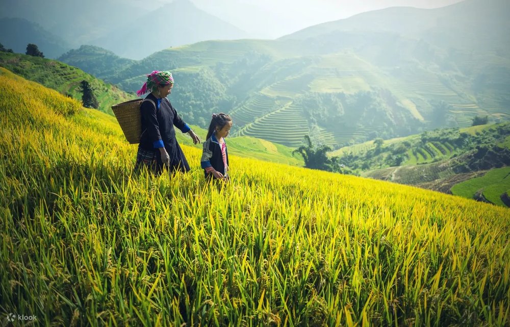 Rice field in Sapa Vietnam