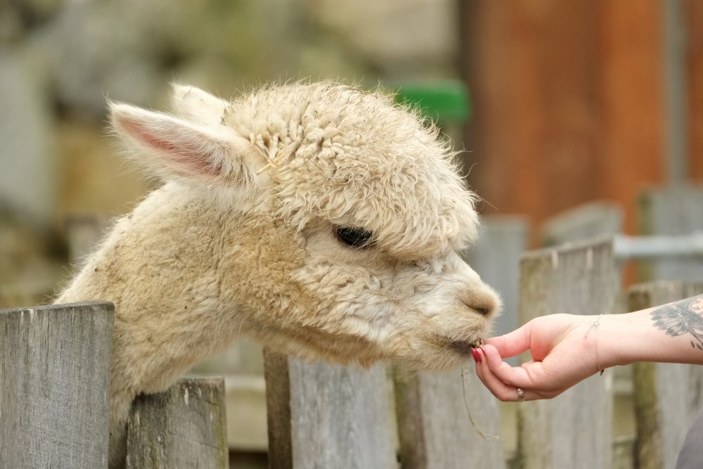 Vườn Thú ZooDoo Ở Đâu?