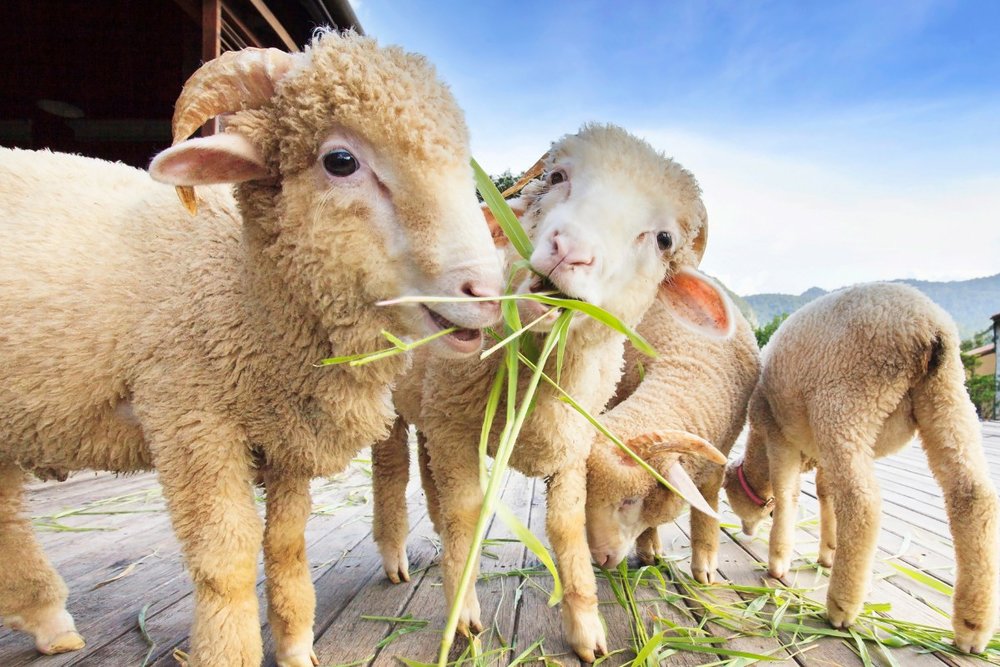 Cách Di Chuyển Đến Zoodoo Đà Lạt