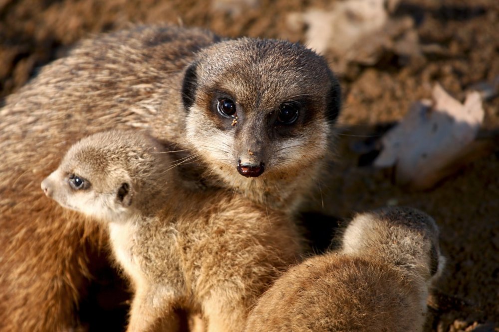 Giá Vé Vườn Thú ZooDoo Đà Lạt Trên Klook