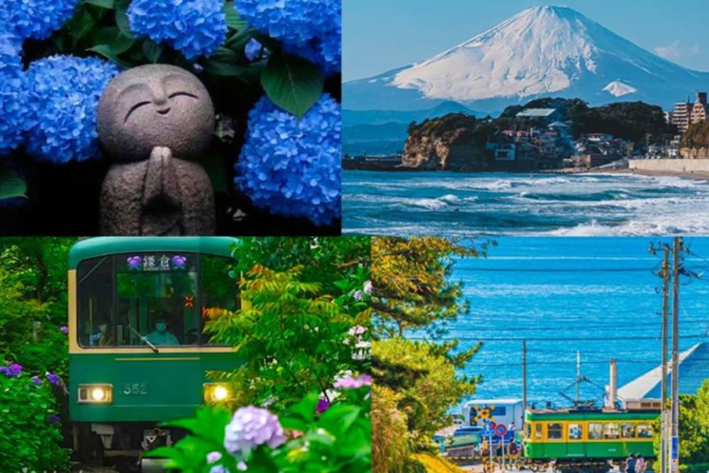 Thiên Đường Hoa Cẩm Tú Cầu Kamakura Từ Tokyo