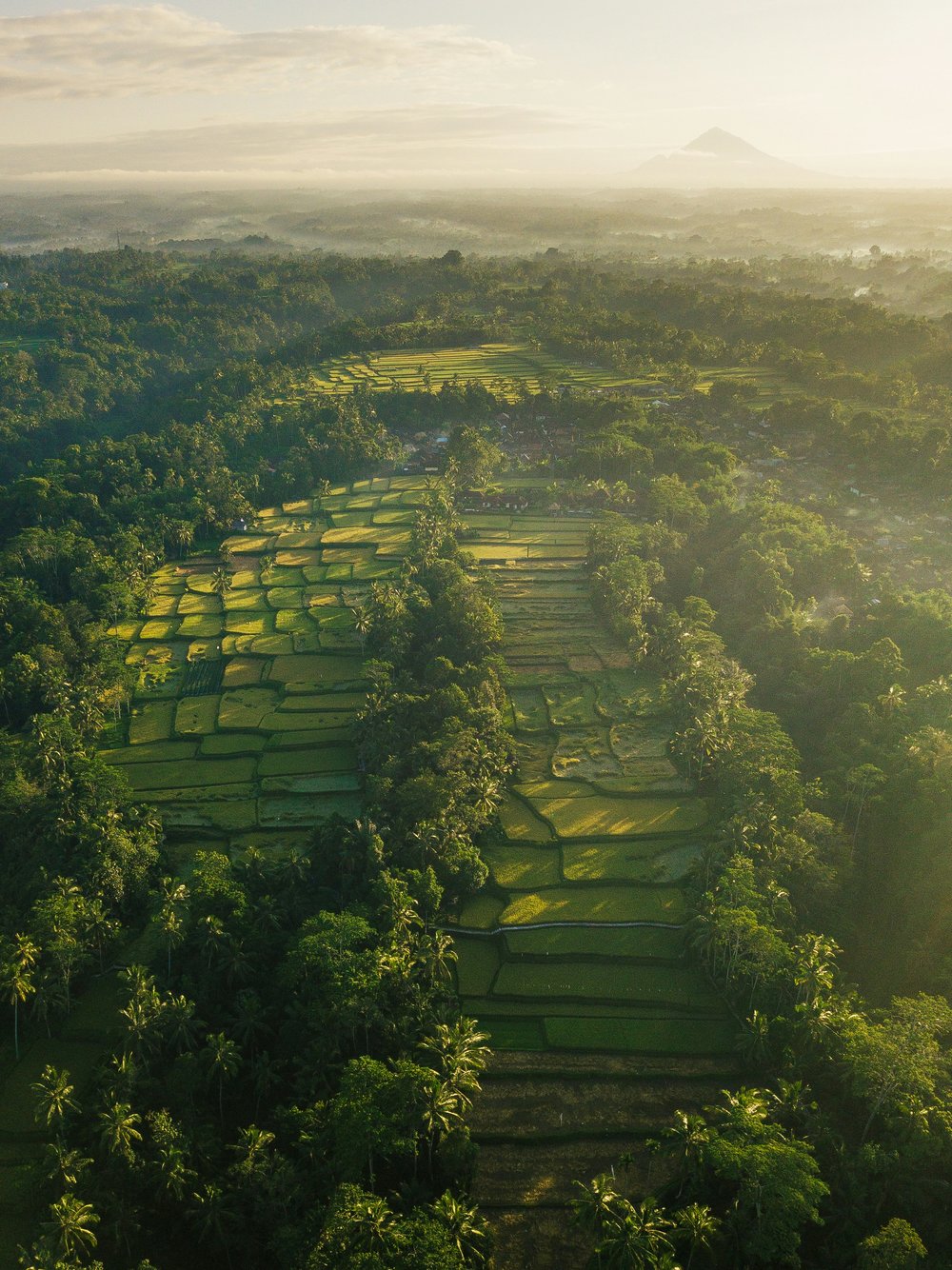 Rice Terraces in Bali during sunrise