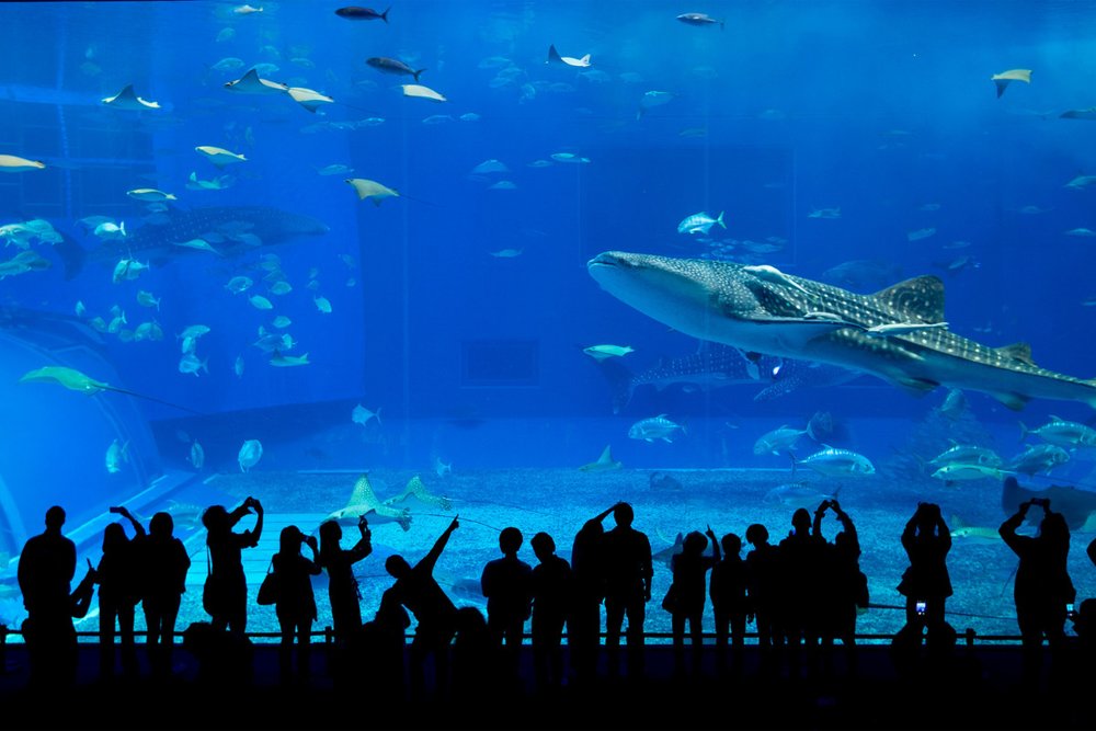 Thủy cung Churaumi - Okinawa 