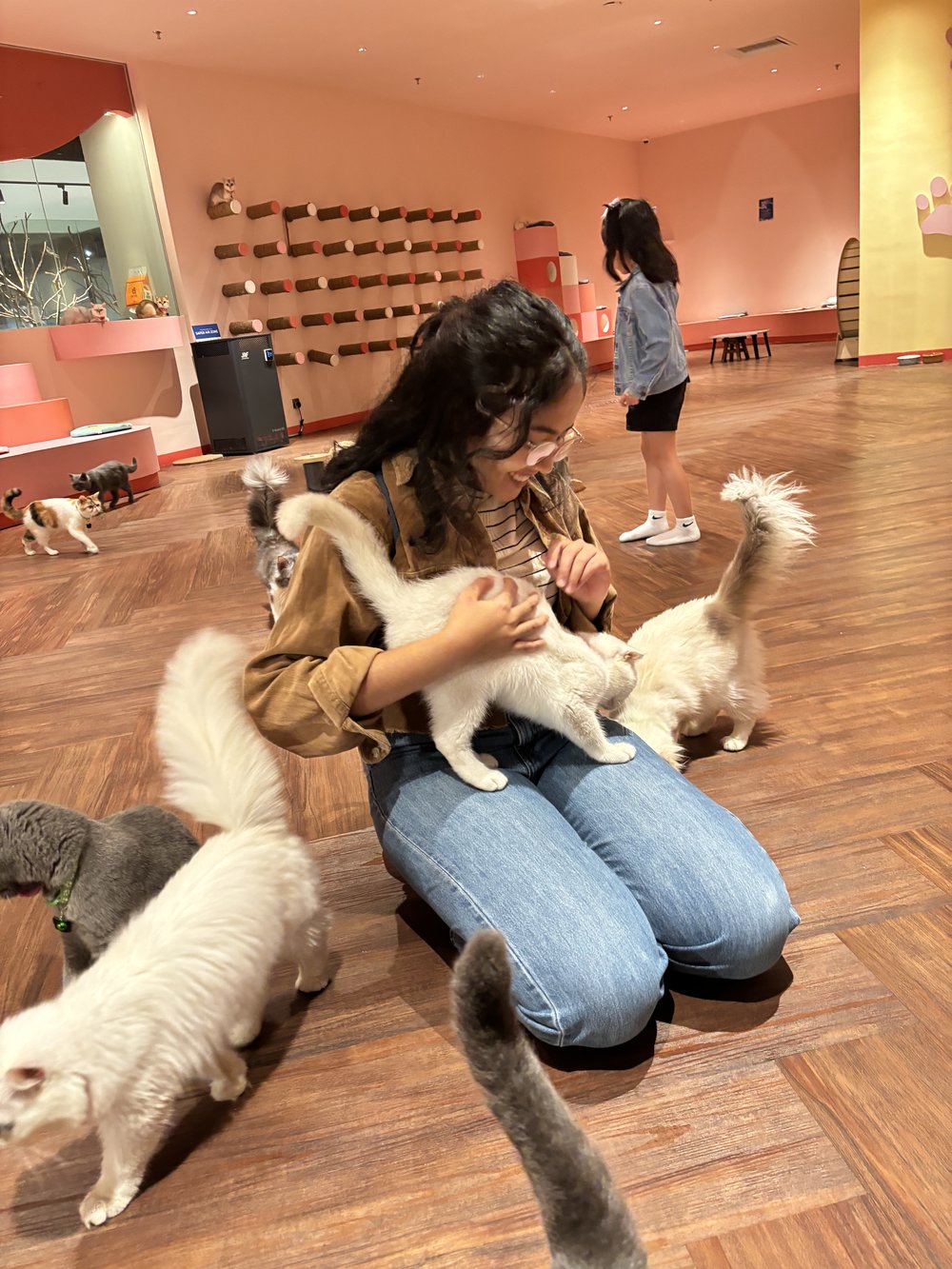 Just Cats @ Just Pets